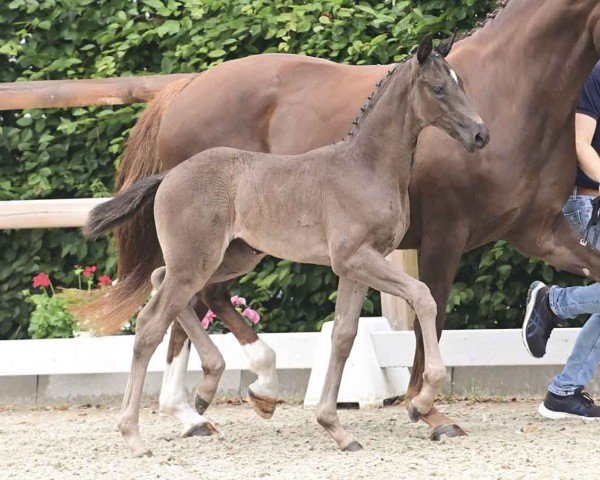 Pferd Dancing Dream van Hof Ter Wilde (Oldenburger, 2024, von Dynamic Dream)