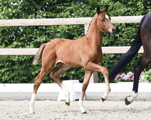 horse Remember me (Oldenburg, 2024, from Vitalos FRH)