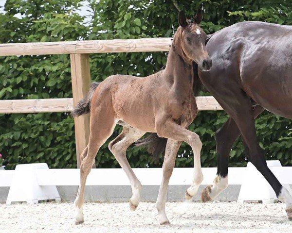 horse Vangelis (Oldenburg, 2024, from V-Power)