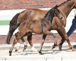 Pferd Harriet (Oldenburger, 2024, von Fynch Hatton)