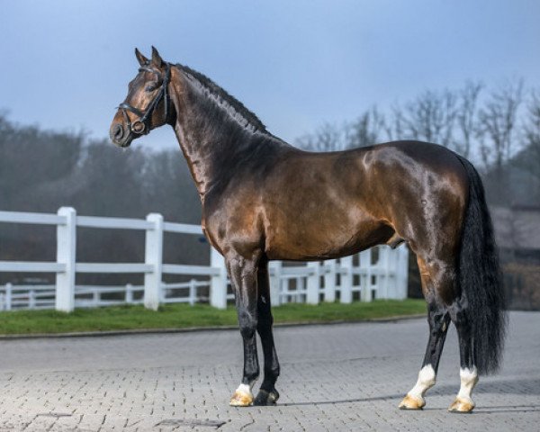 stallion Albführen's Der Kavalier (Oldenburg, 2008, from Diamond Hit) stallion Albführen's Der Kavalier (Oldenburg, 2008, from Diamond Hit)