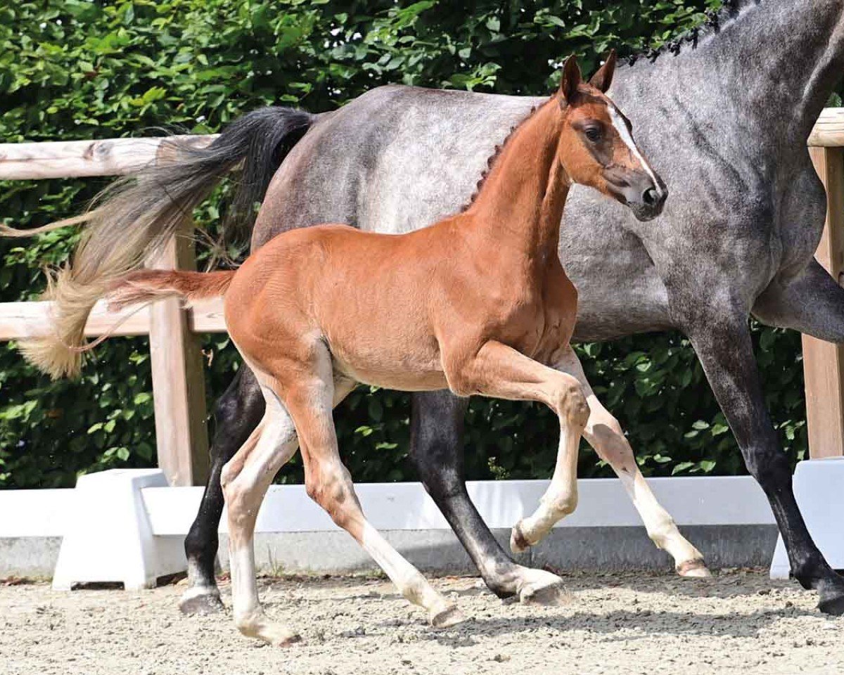 Pferd Kassander's Prince (Oldenburger Springpferd, 2024, von Kassander van het Roosakker)