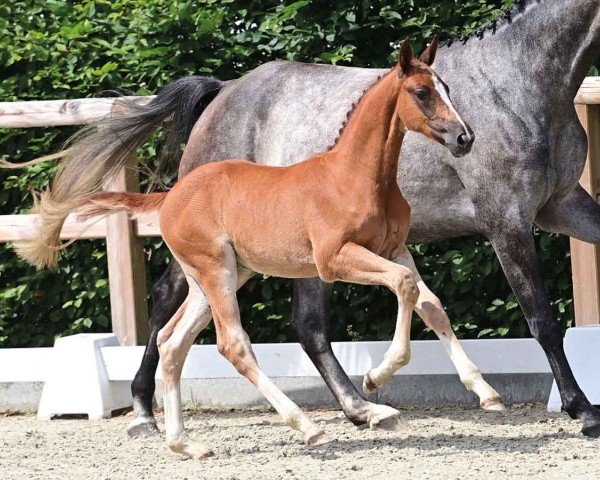 horse Kassander's Prince (Oldenburg show jumper, 2024, from Kassander van het Roosakker)