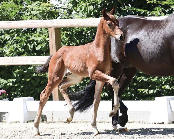 horse Finnegan (Oldenburg, 2024, from Fynch Hatton)