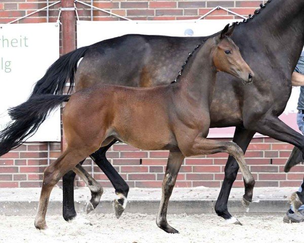 horse Charivari (Oldenburg, 2024, from Total Diamond PS)
