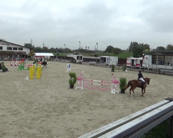 Reitturnier Achern 2024