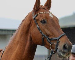 horse Beloved Elliot (Oldenburg, 2016, from Bordeaux 28)