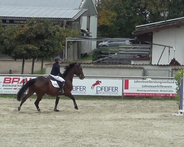 Reitturnier Achern 2024