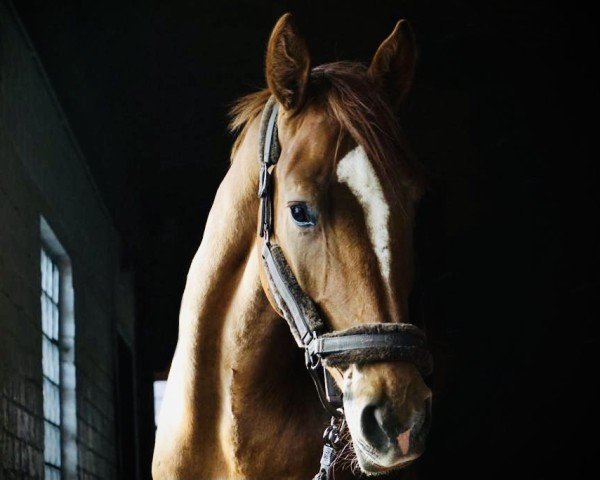 horse Anton 864 (Zangersheide riding horse, 2015, from Atomic Z)