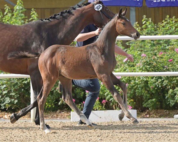 horse Verona (Oldenburg show jumper, 2024, from Contagio)