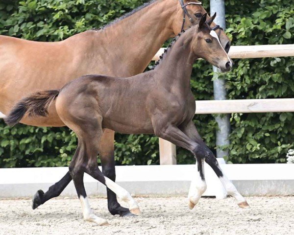 horse Glamour Girl (Oldenburg show jumper, 2024, from Tobaro)