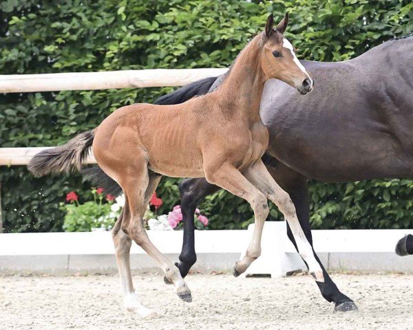 horse Entourage (Oldenburg show jumper, 2024, from Ermitage Kalone)