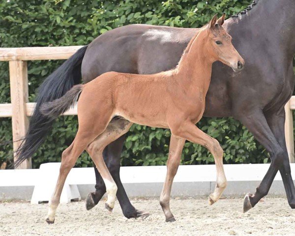 horse Vortrefflich (Oldenburg, 2024, from Vitalis)