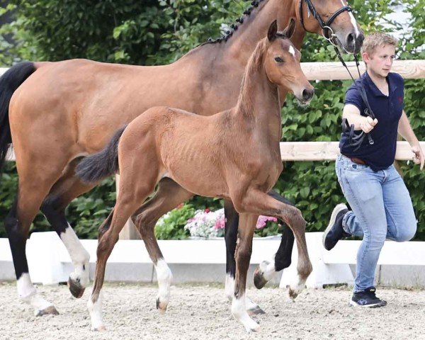 horse Sea Cloud (Oldenburg, 2024, from Santiano)