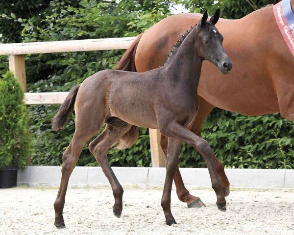 Pferd Special Agent (Oldenburger, 2024, von Secret Noir)