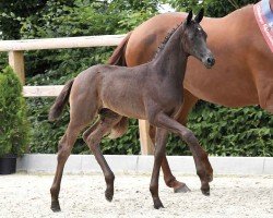 Pferd Special Agent (Oldenburger, 2024, von Secret Noir)