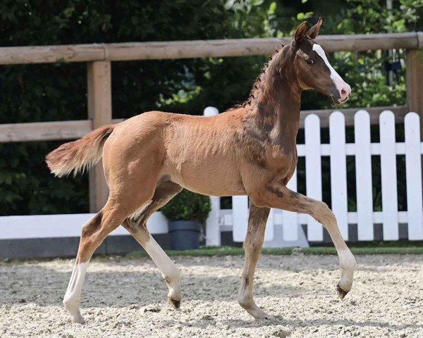 horse Loreley (Oldenburg, 2024, from V-Power)