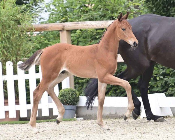 horse Fynn Amour (Oldenburg, 2024, from Fynch Hatton)