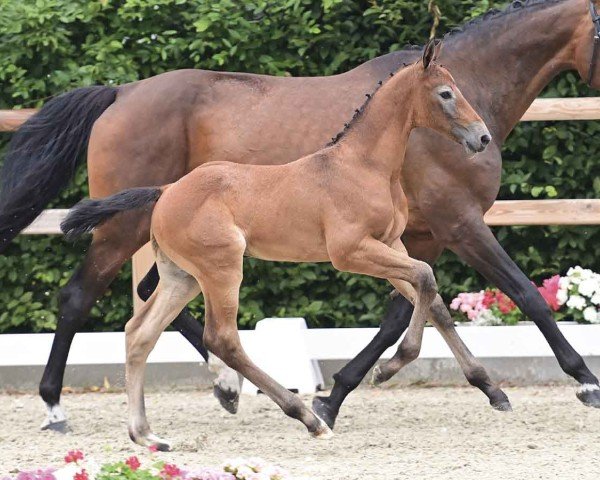 horse Ultimatum (Oldenburg show jumper, 2024, from Untouchable)