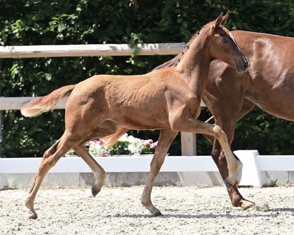 horse Very Cherry (Oldenburg, 2024, from Harmony's V-Plus)