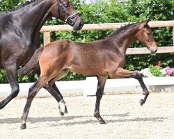 Pferd Rosenlove Q (Oldenburger, 2024, von Bon my Love)
