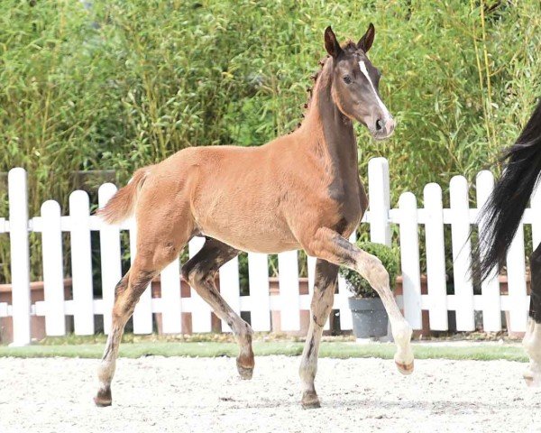 Pferd Do it now (Oldenburger, 2024, von Dynamic Dream)