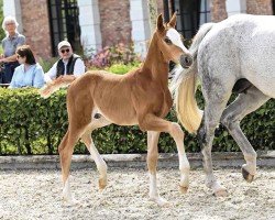 Caballo Thierry (Caballo de Salto Oldenburgués, 2024, de Tangelo van de Zuuthoeve)