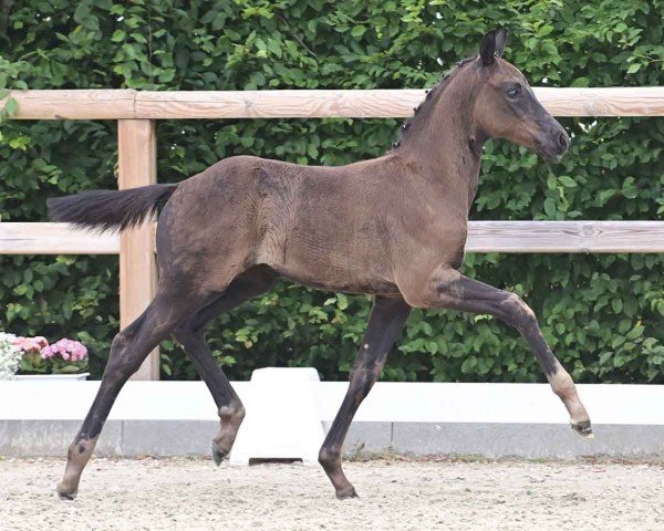 horse Dorian Grey (Oldenburg, 2024, from Dynamic Dream)
