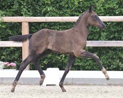 Pferd Dorian Grey (Oldenburger, 2024, von Dynamic Dream)