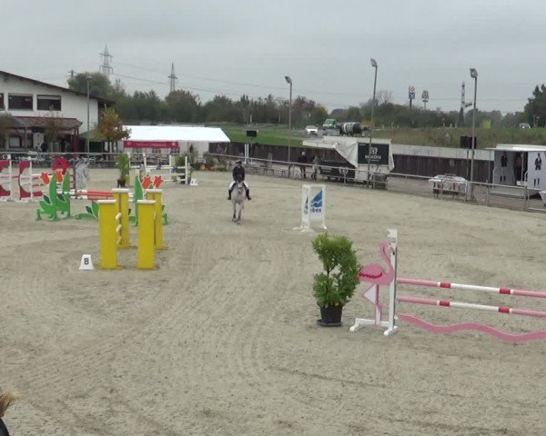 Reitturnier Achern 2024