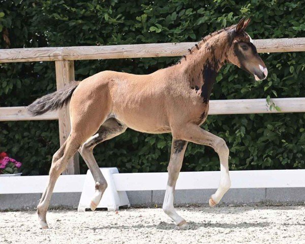 horse Ravina KP (Oldenburg, 2024, from Fair Deal)