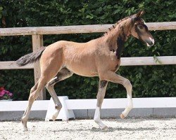 Pferd Ravina KP (Oldenburger, 2024, von Fair Deal)