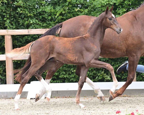 Pferd Bondation (Oldenburger, 2024, von Bon my Love)