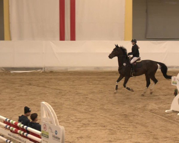 Reitturnier Stadl-Paura 2024