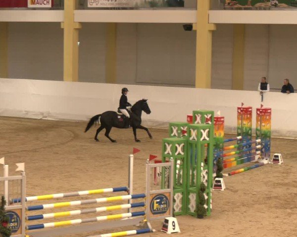 Reitturnier Stadl-Paura 2024