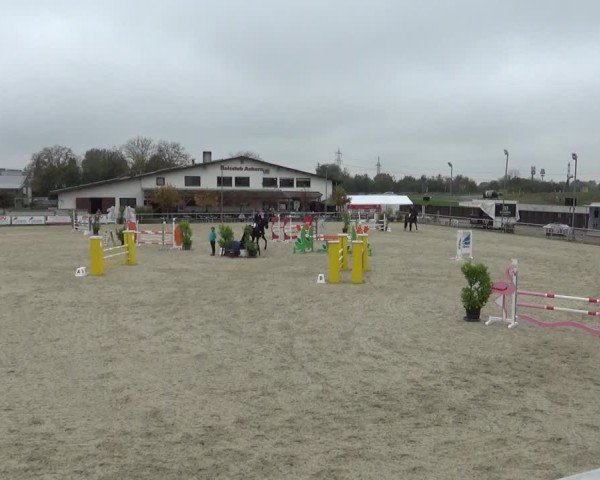 Reitturnier Achern 2024