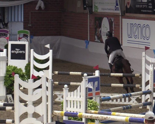 Reitturnier Gronau 2024