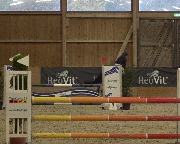 Reitturnier Holziken 2024