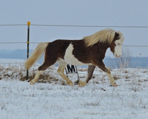 Pferd Janto (Deutsches Classic Pony, 2015, von Jo-Jo's Gold von Clus)