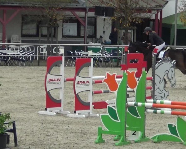 Reitturnier Achern 2024
