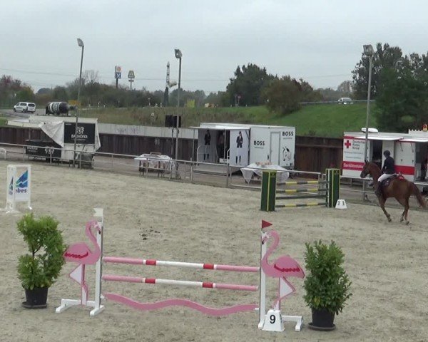Reitturnier Achern 2024
