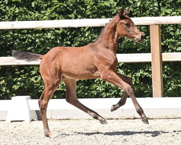 horse Diego (Oldenburg show jumper, 2024, from Dourkhan Hero Z)
