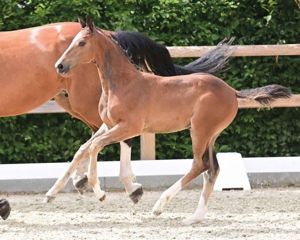 Hest Diva Blue (Oldenburger springhest, 2024, fra Dorian Grey BR Z)