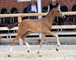 Pferd El Trueno (Oldenburger, 2024, von Escamillo)