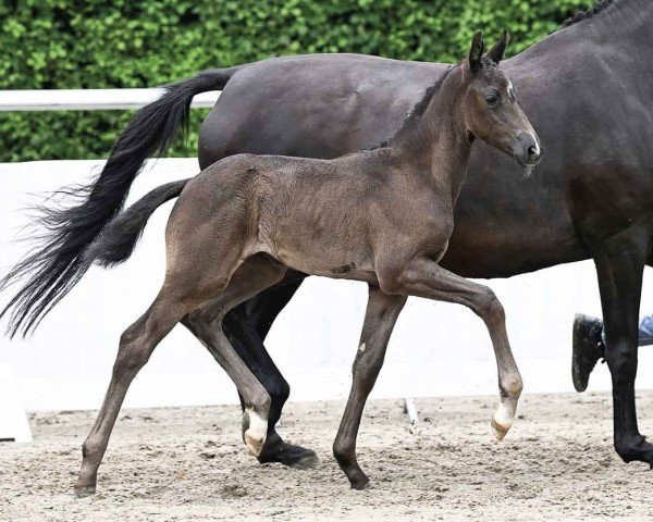 Pferd Bridget Jones HS (Oldenburger, 2024, von Bonds)