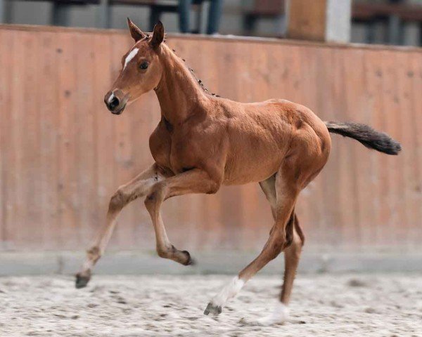 horse Million Miles GH (Oldenburg show jumper, 2024, from Million Dollar)