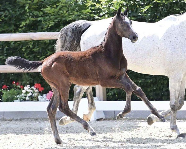 Pferd Cantoná (Oldenburger Springpferd, 2024, von Corlou PS)
