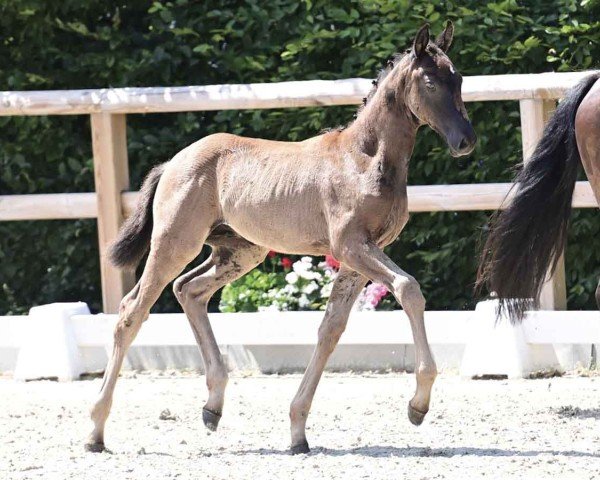 horse Exellencio Ballante (Oldenburg, 2024, from Extreme U.S.)