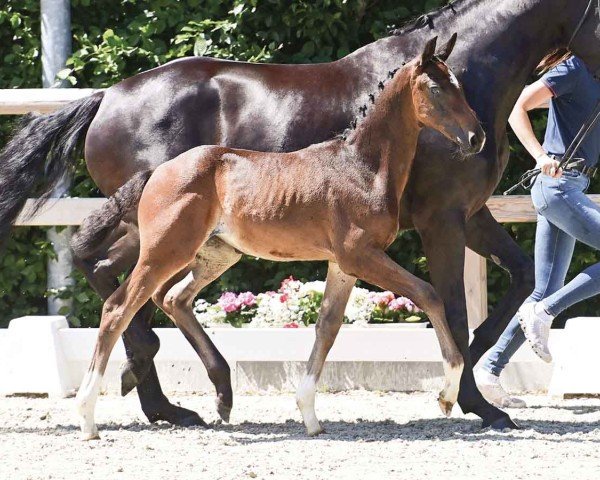 horse Escamilla (Oldenburg, 2024, from Escamillo)