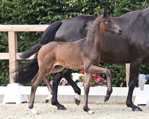horse For Final (Oldenburg, 2024, from For Romance I)